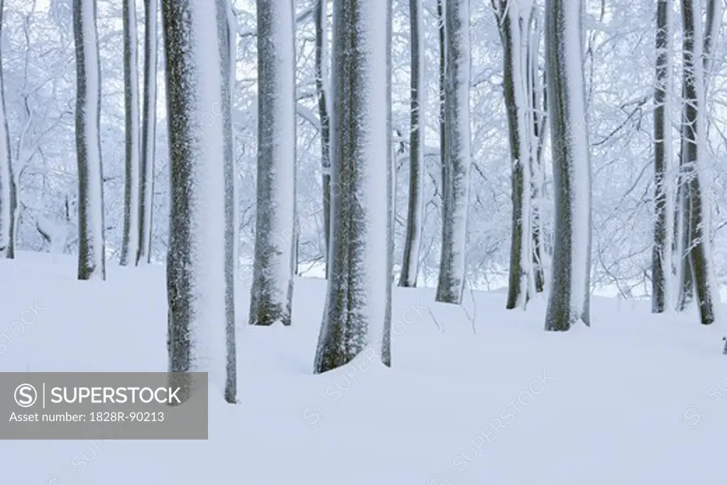 Snow Covered Tree Trunks in Forest, Rhoen, Rhon Mountains, Hesse, Germany