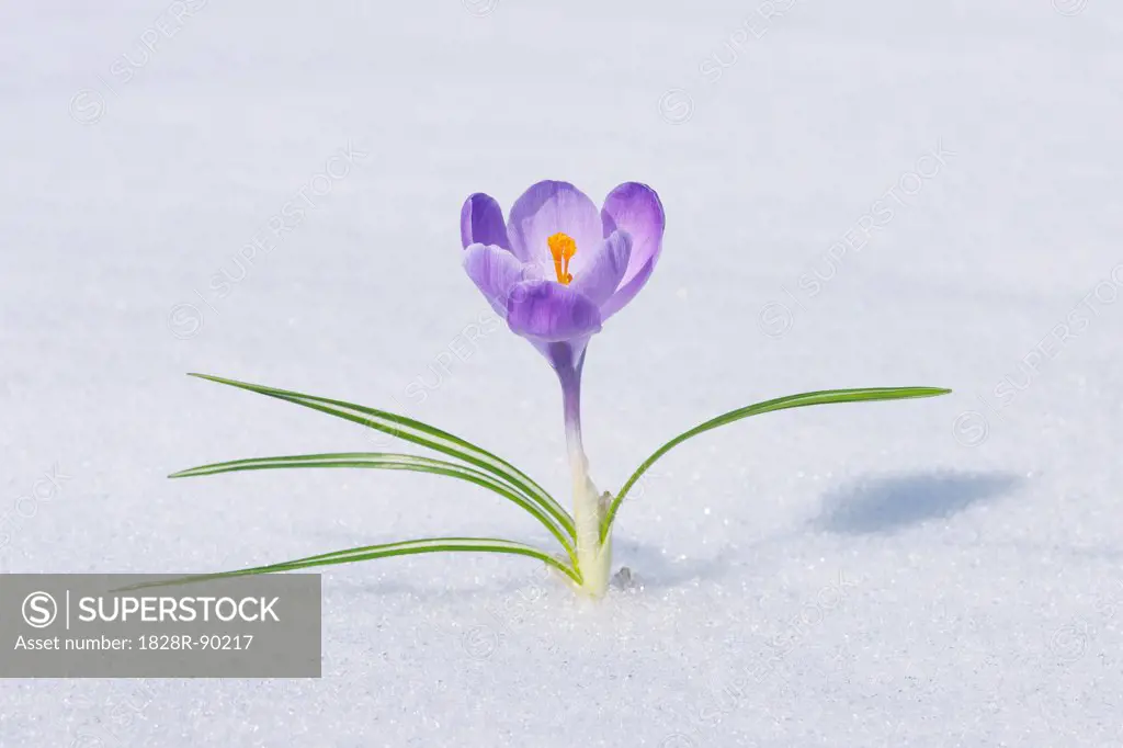 Spring Crocus in Snow, Franconia, Bavaria, Germany