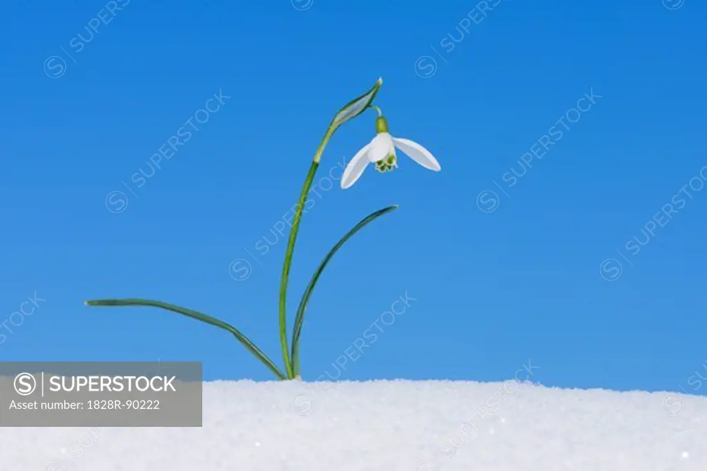 Galanthus Nivalis in Snow, Bavaria, Germany