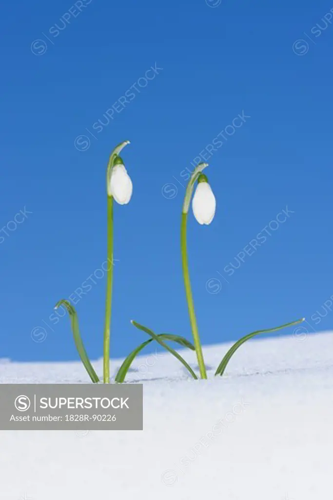 Galanthus Nivalis Snowdrops in Snow, Bavaria, Germany