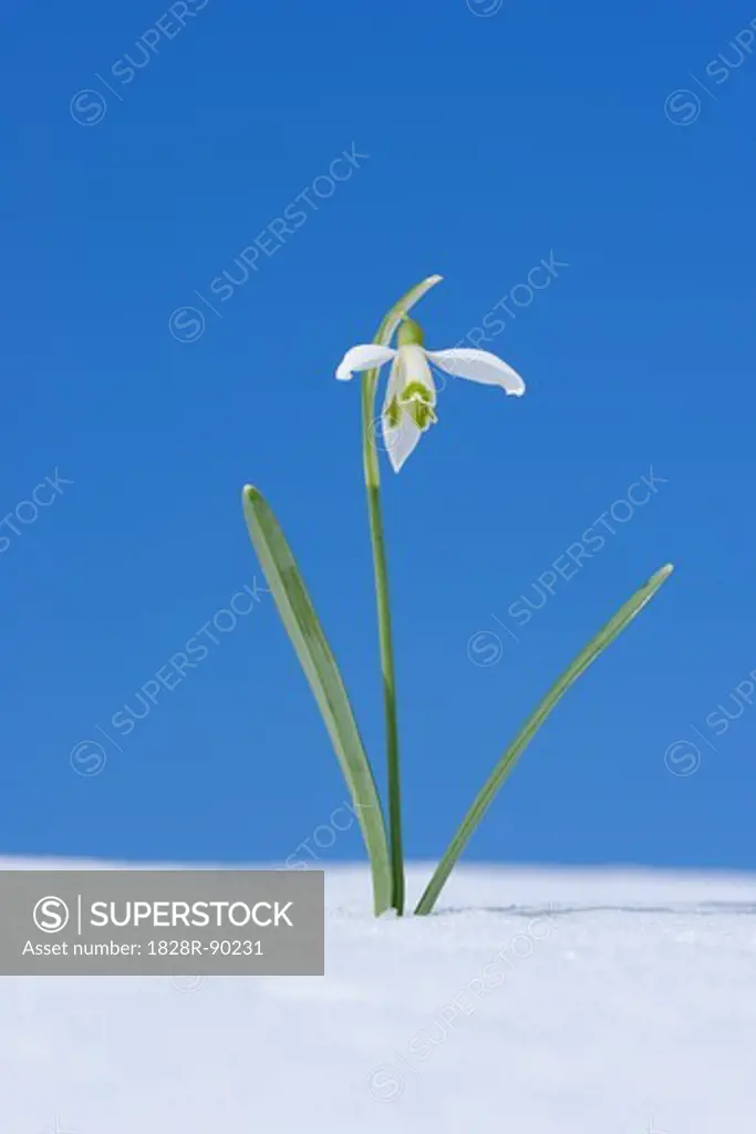 Galanthus Nivalis Snowdrop in Snow, Bavaria, Germany
