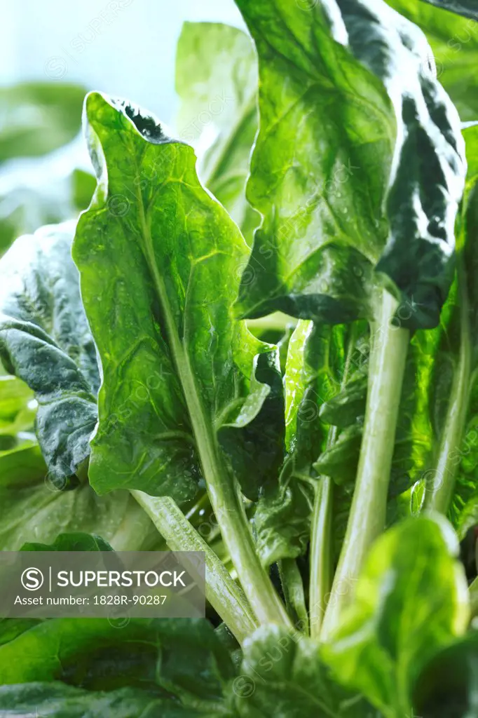 Close-up of Spinach