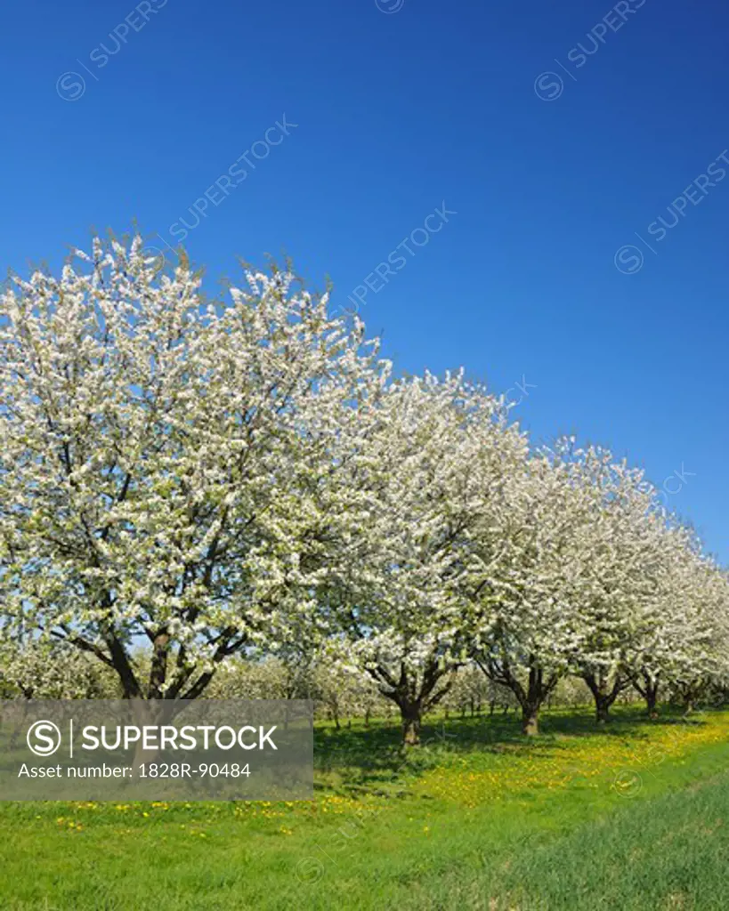 Cherry Trees, Appenweier, Ortenaukreis, Baden-Wurttemberg, Germany