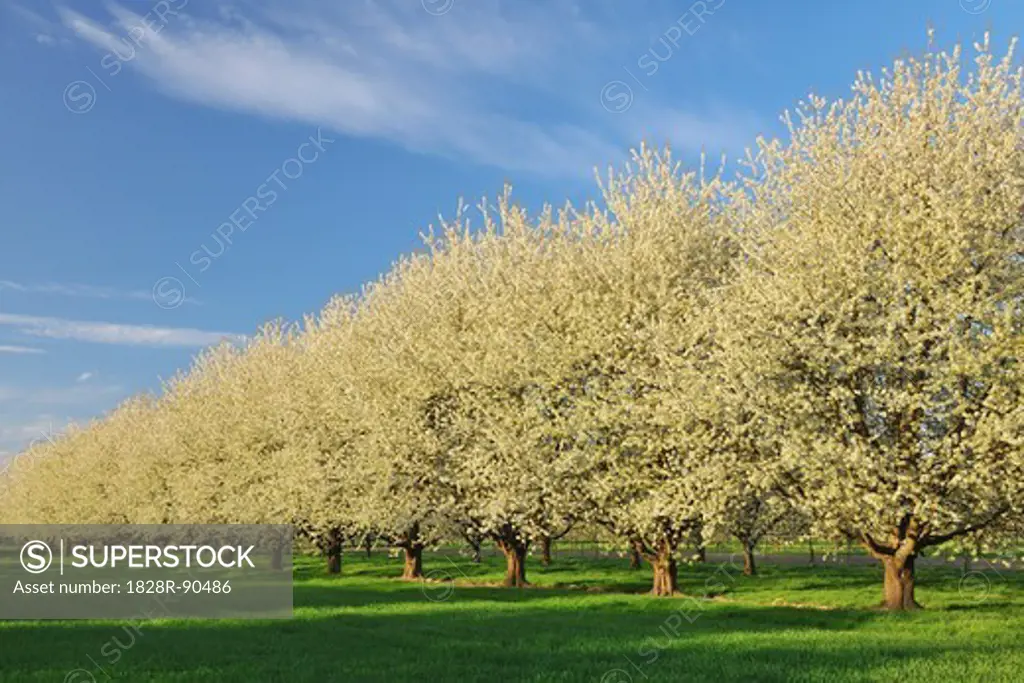 Cherry Trees, Appenweier, Ortenaukreis, Baden-Wurttemberg, Germany