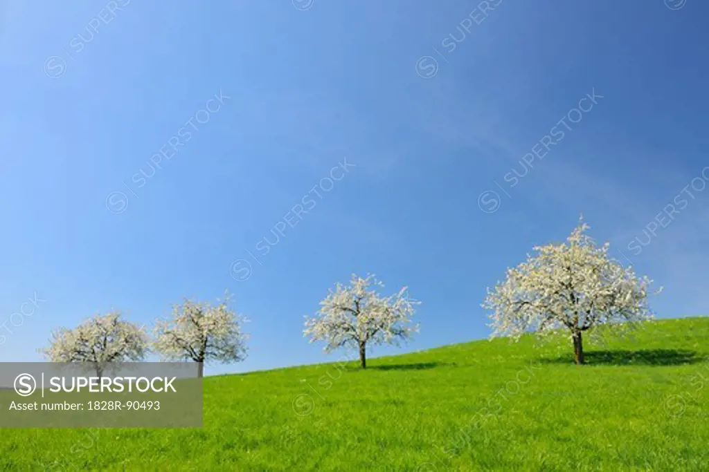 Cherry Trees and Meadow, Baden-Wurttemberg, Germany