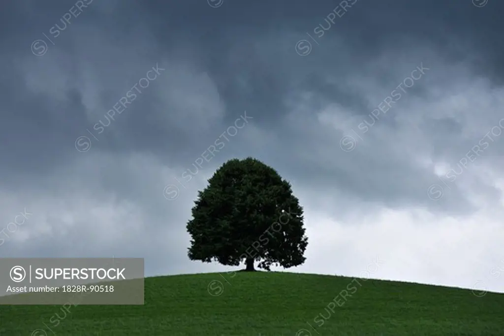 Lime Tree with Storm Clouds, Switzerland