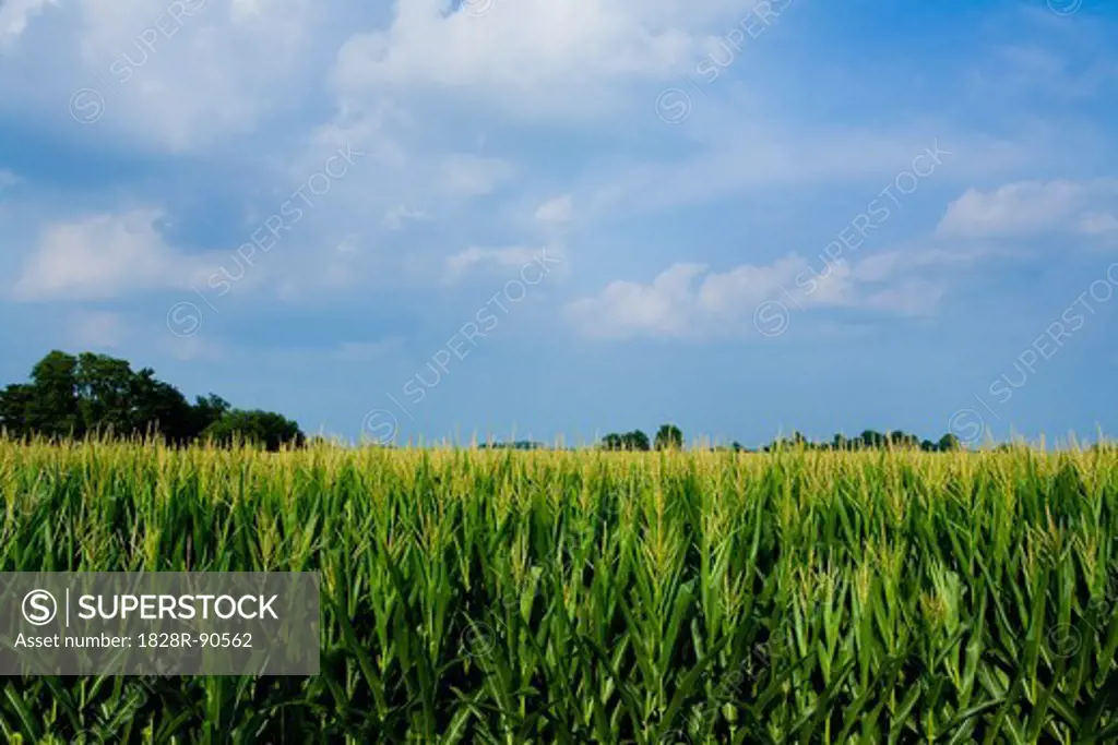 Corn Field, Millville, Indiana, USA