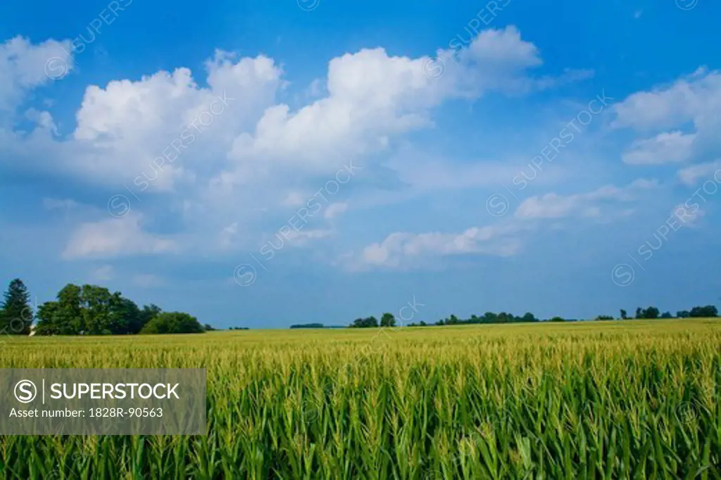 Corn Field, Millville, Indiana, USA