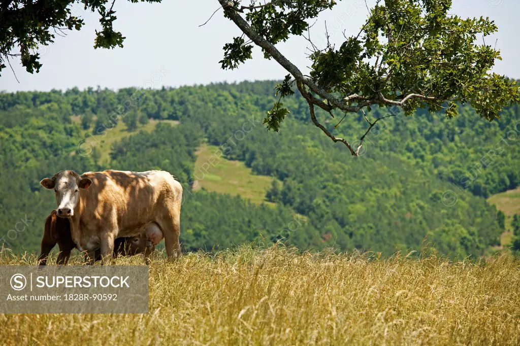 Cow and Suckling Calf, Arkansas, USA