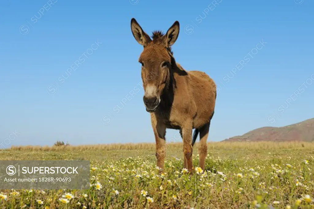 Donkey, Oia, Santorini Island, Cyclades Islands, Greek Islands, Greece