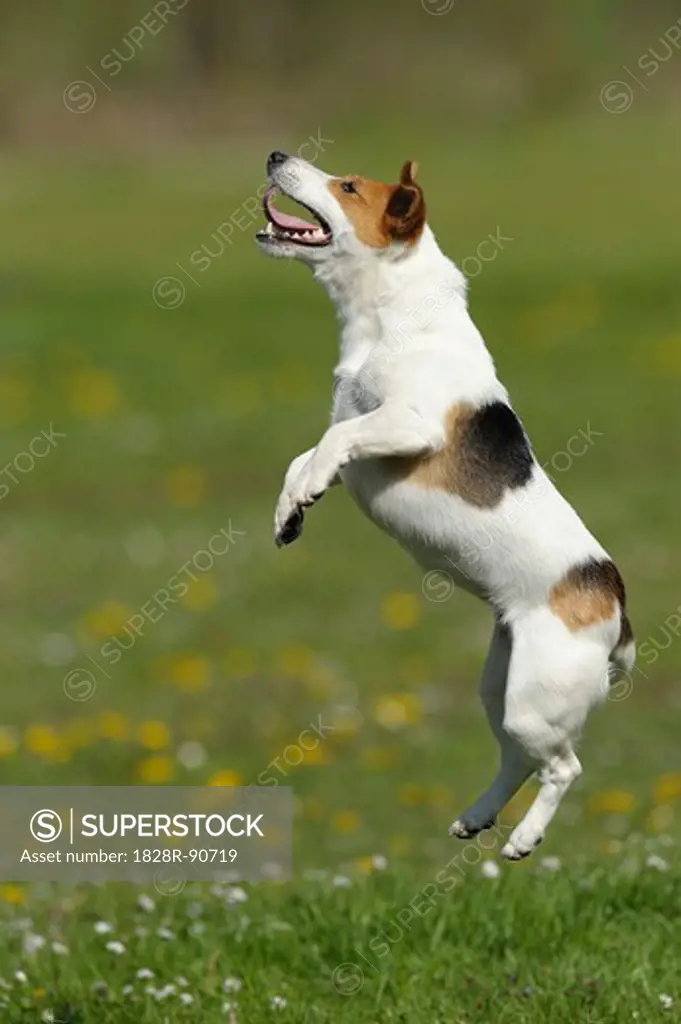Jack Russell Terrier, Bavaria, Germany