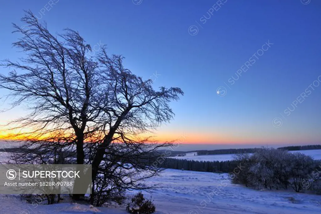 Tree at Dawn, Heidelstein, Rhon Mountains, Bavaria, Germany