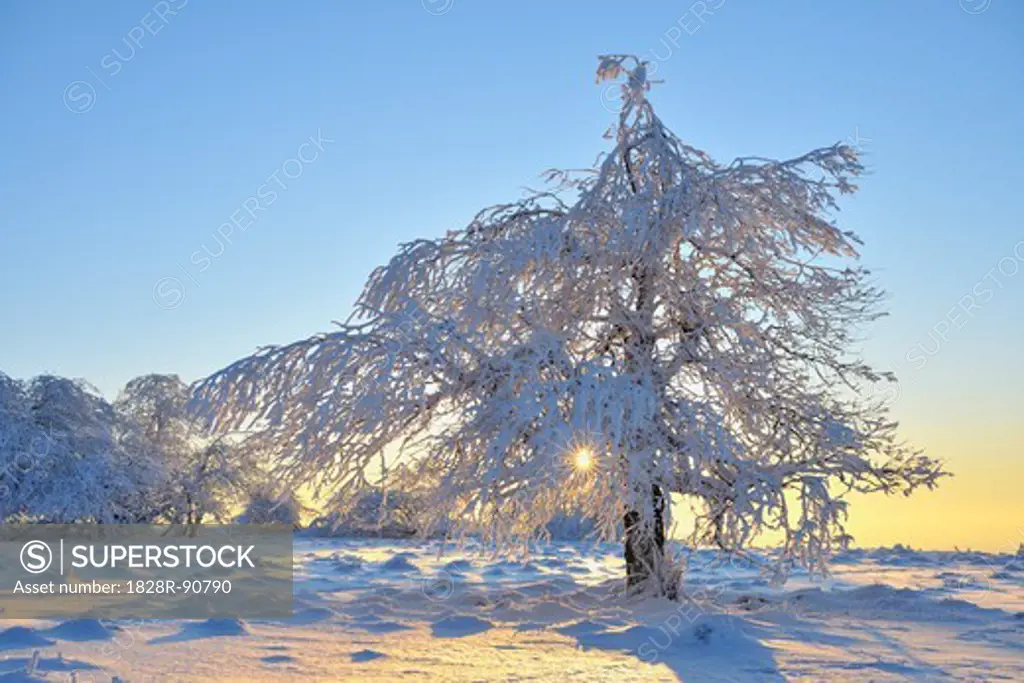 Snow Covered Tree in Morning, Heidelstein, Rhon Mountains, Bavaria, Germany