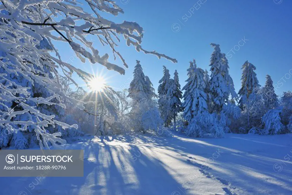 Snow Covered Tree with Sun, Heidelstein, Rhon Mountains, Bavaria, Germany
