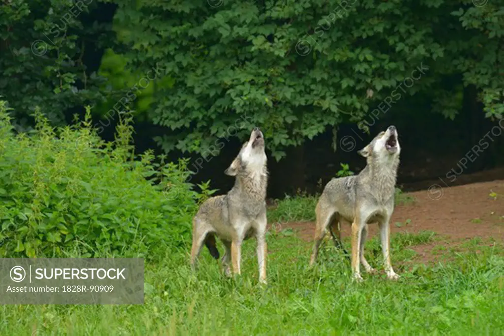 Timber Wolves, Germany
