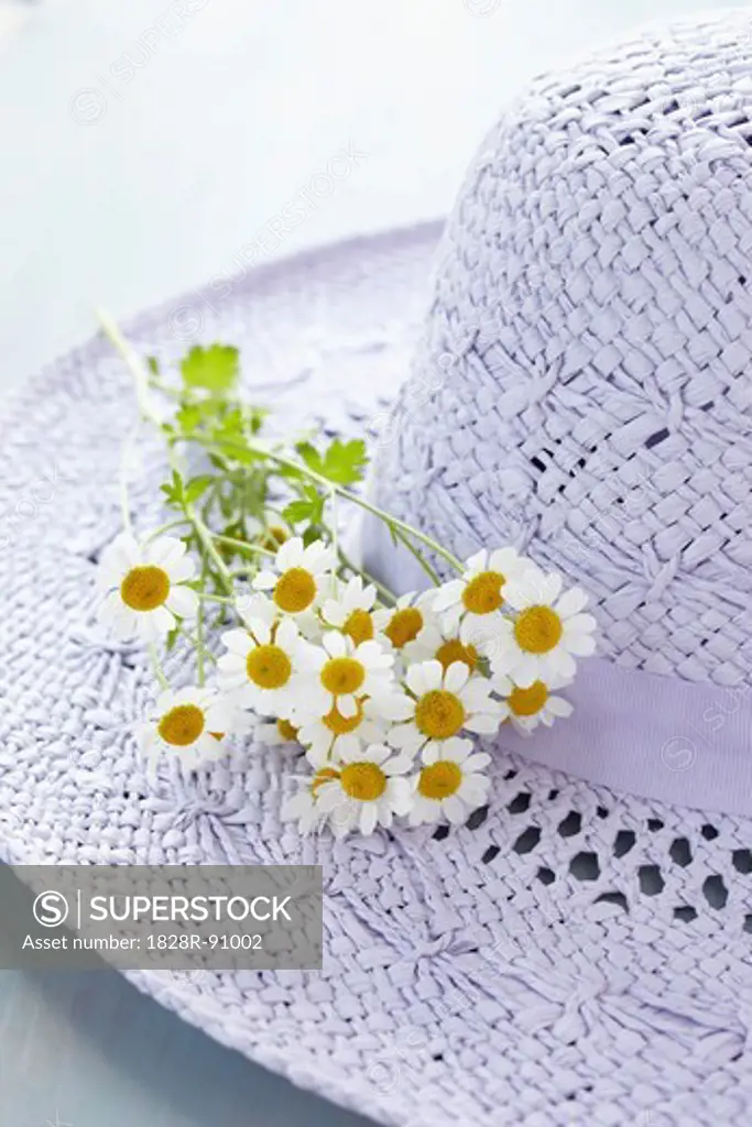Hat and Chamomile Flowers