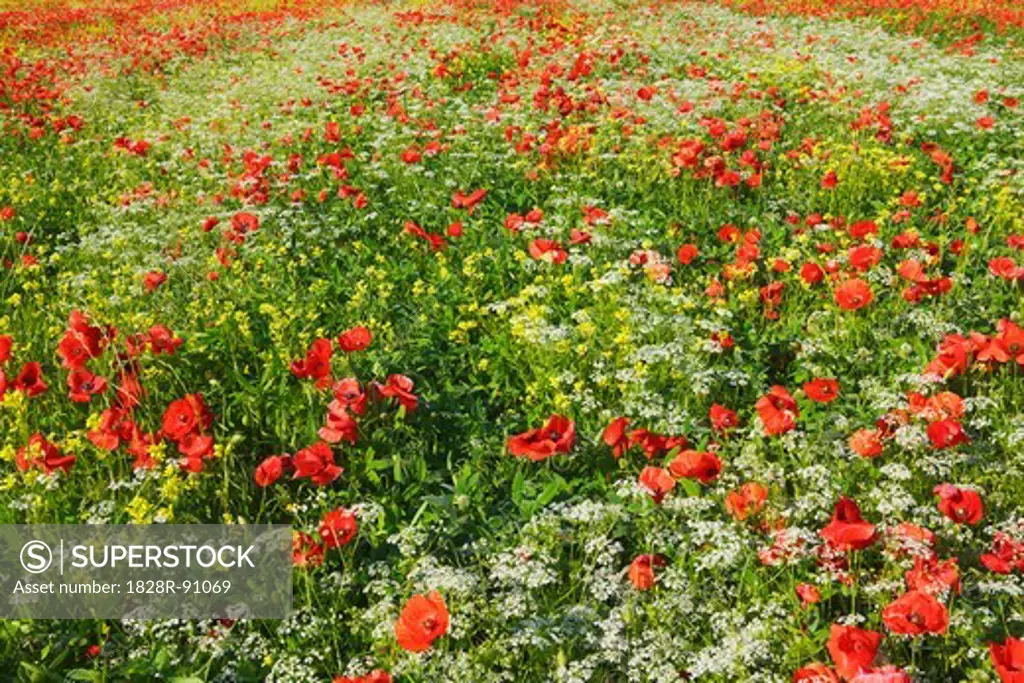 Corn Poppies and Cow Parsley Field, Pienza, Val d'Orcia, Siena Province, Tuscany, Italy