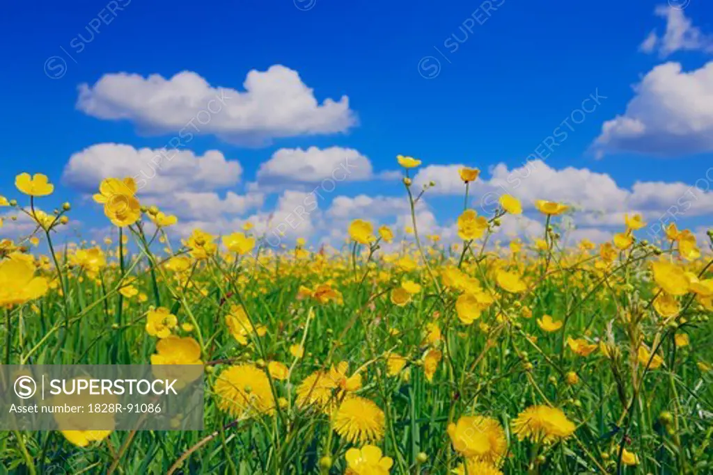 Meadow Buttercup and Cumulonimbus Clouds, Wolfratshausen, Bad Tolz-Wolfratshausen, Oberbayern, Bavaria, Germany