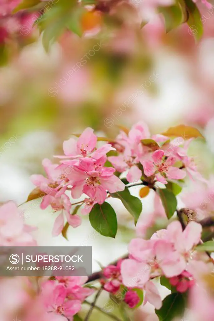 Almond Tree in Bloom, Munich, Oberbayern, Bavaria, Germany
