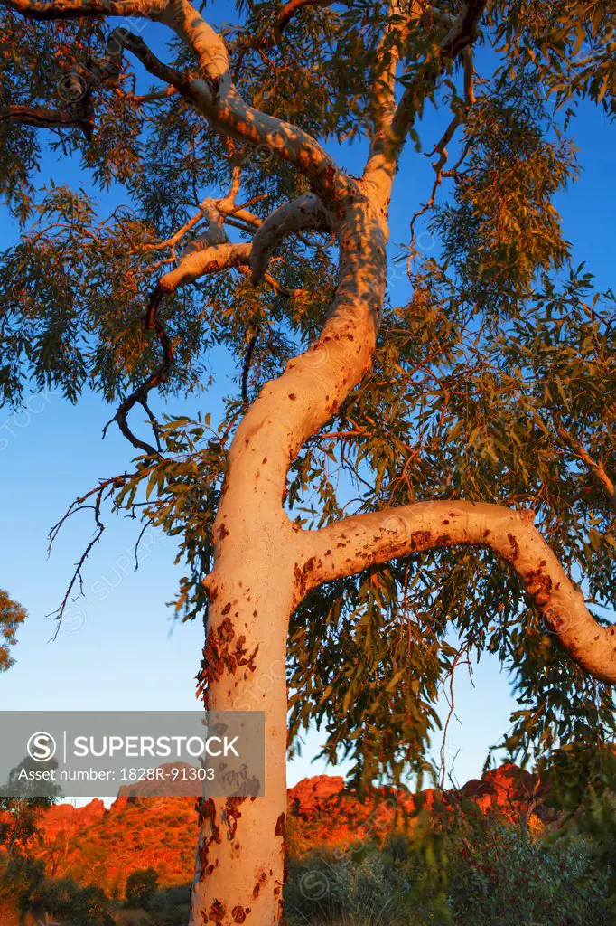 Eucalyptus Tree, Kings Canyon, Watarrka National Park, Northern Territory, Australia