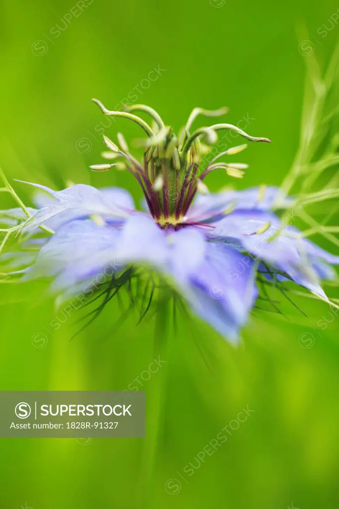 Love-In-A-Mist, Bavaria, Germany