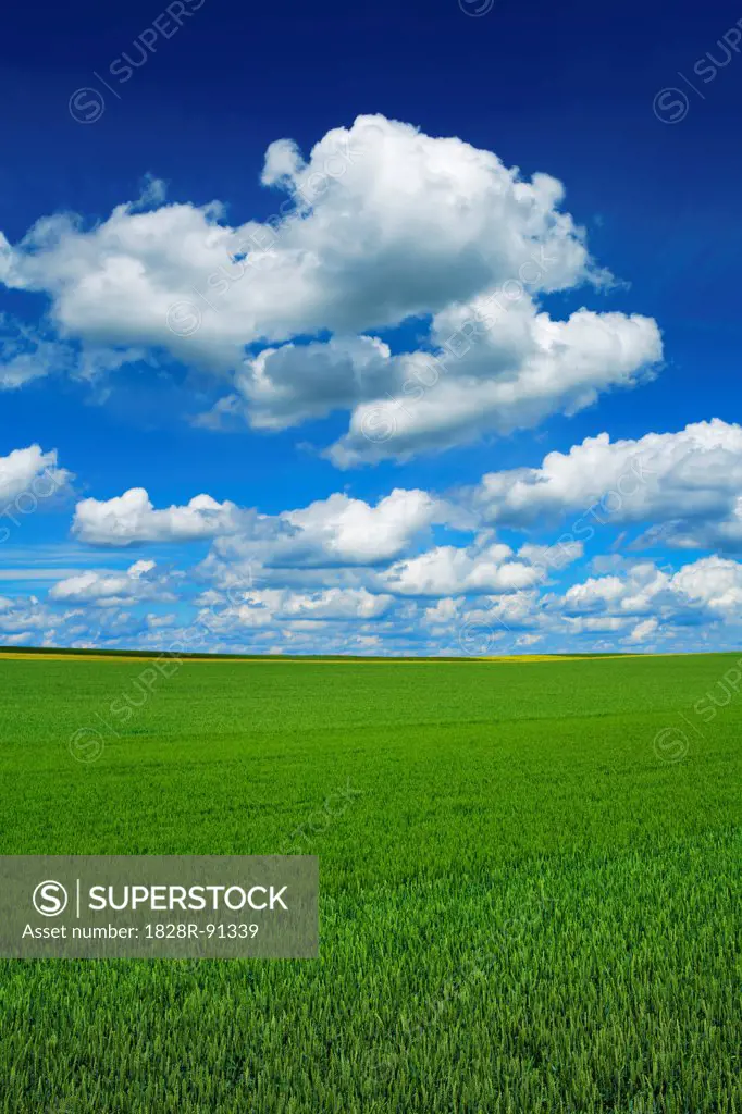 Wheat Field and Cumulonimbus Clouds, Freising, Bavaria, Germany