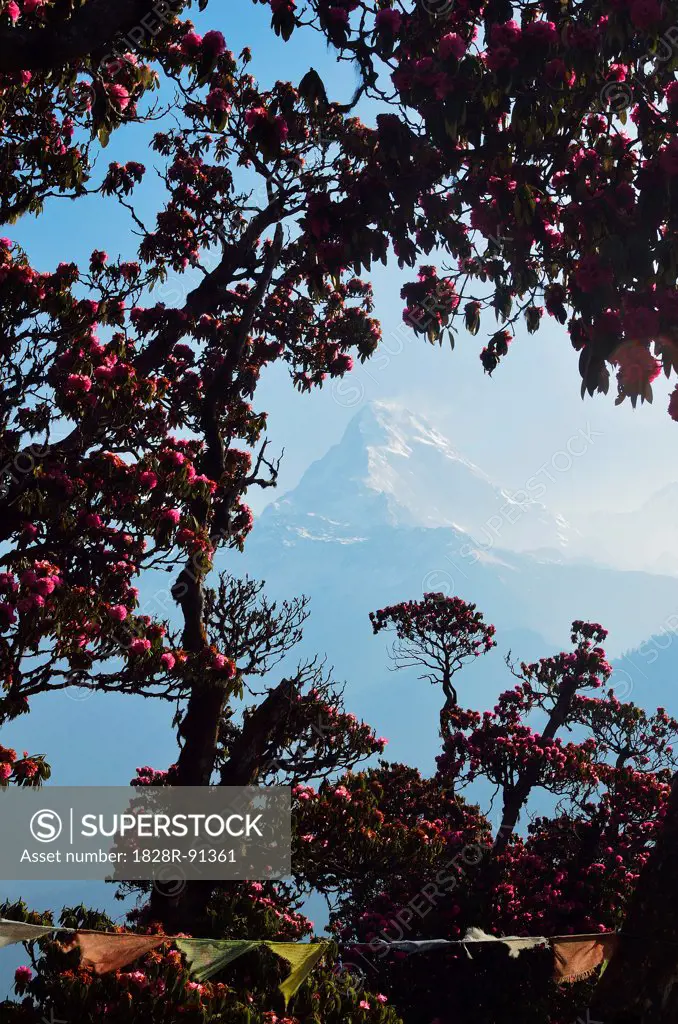 Rhododendron and Annapurna Himal from Poon Hill, Annapurna Conservation Area, Dhawalagiri, Pashchimanchal, Nepal