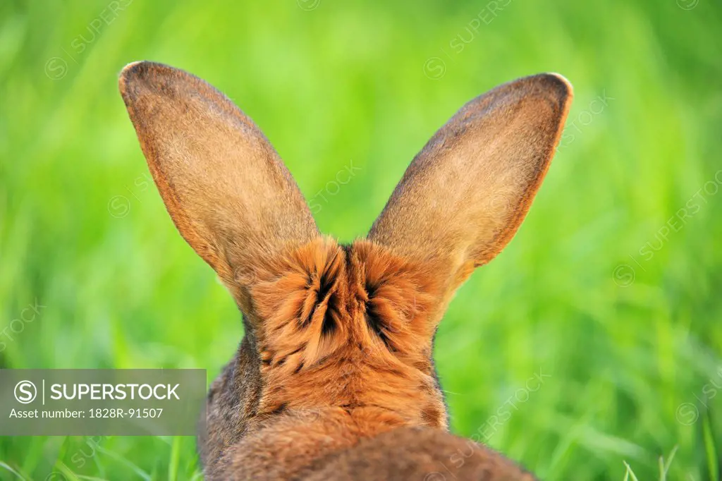 Hare, Bavaria, Germany