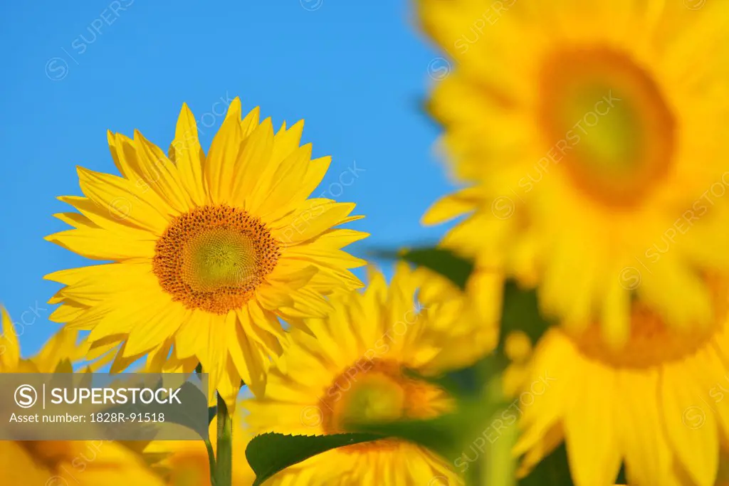 Sunflower Field, Arnstein, Main-Spessart, Franconia, Bavaria, Germany