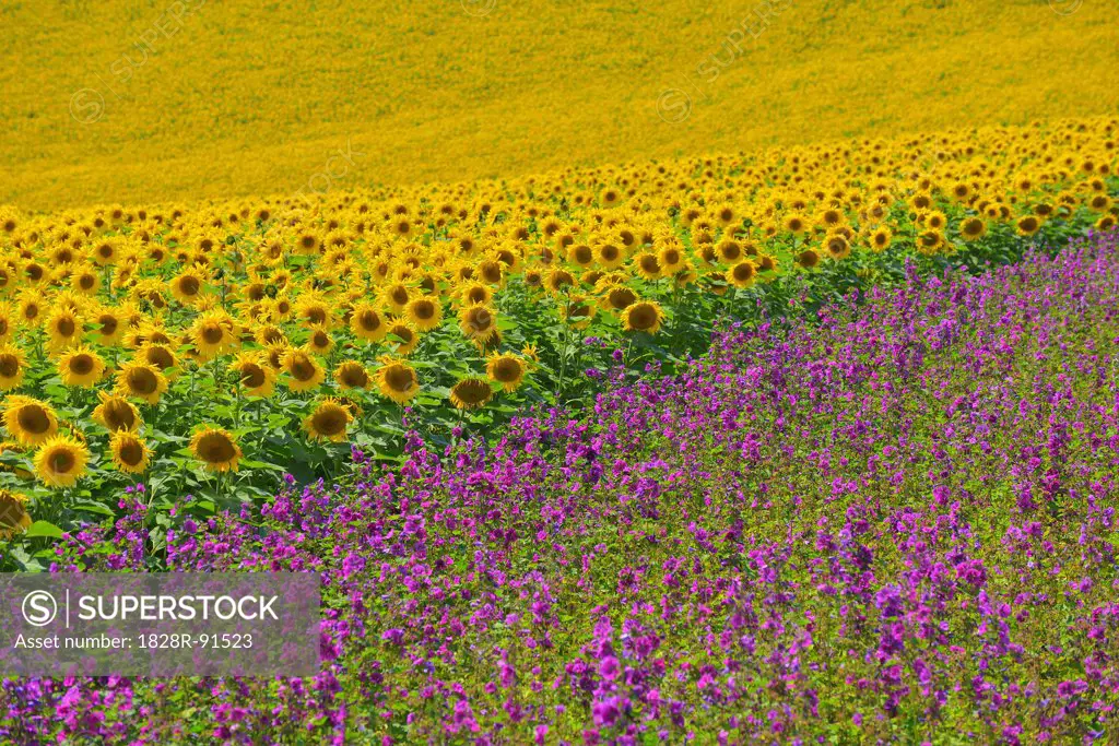 Sunflower and Mallow Field, Arnstein, Main-Spessart, Franconia, Bavaria, Germany