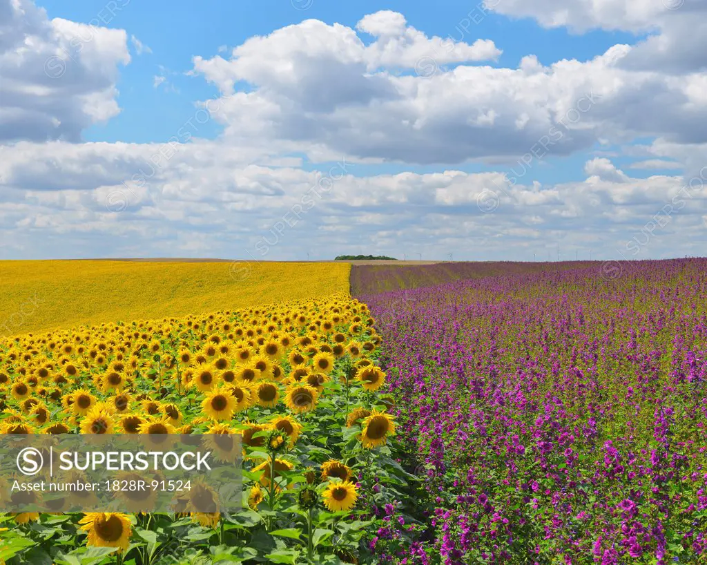 Sunflower and Mallow Field, Arnstein, Main-Spessart, Franconia, Bavaria, Germany