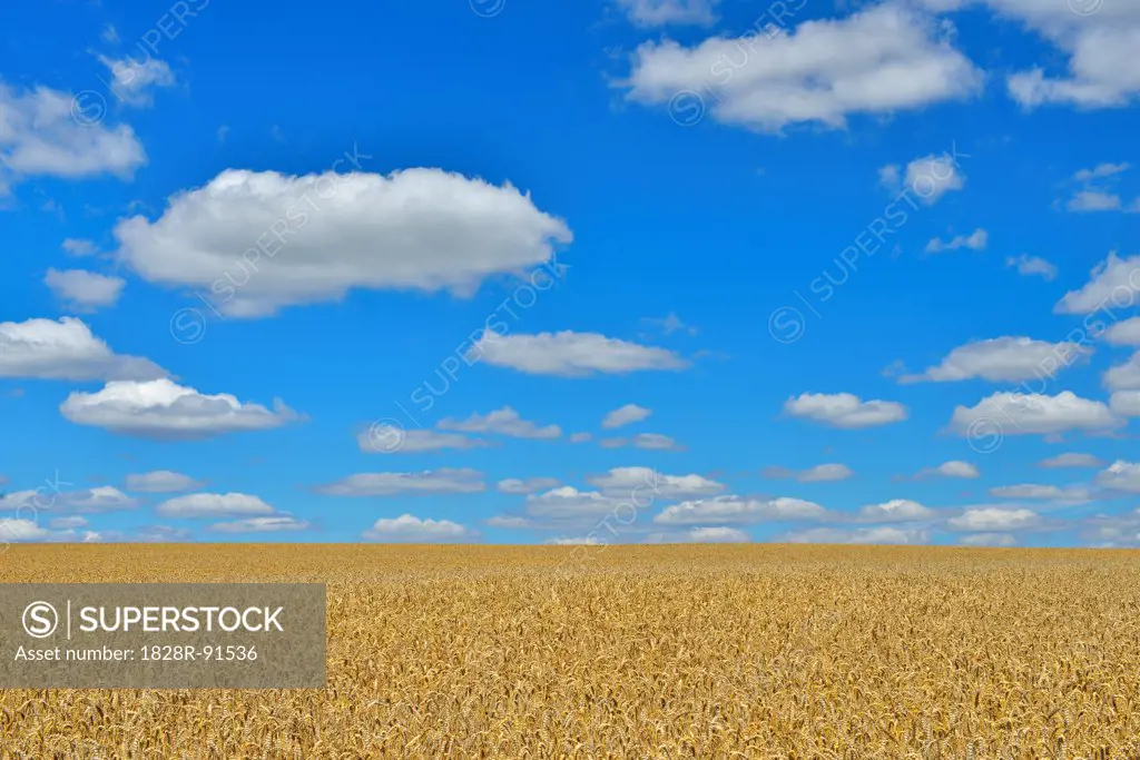 Wheat Field, Arnstein, Main-Spessart, Franconia, Bavaria, Germany