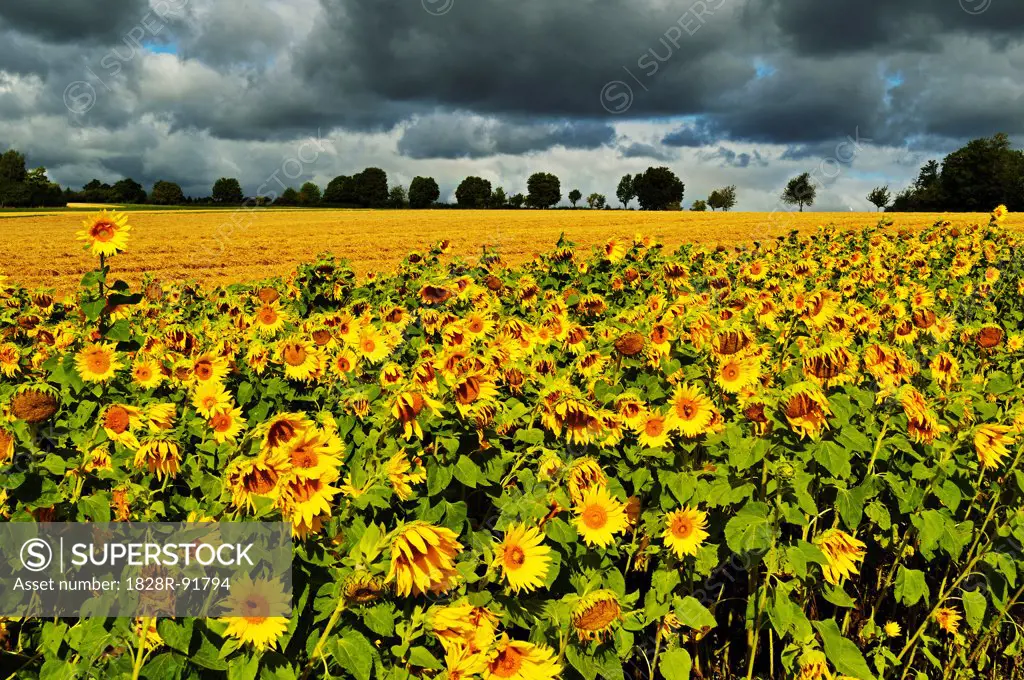 Sunflowers, Black Forest, Schwarzwald-Baar, Baden-Wurttemberg, Germany
