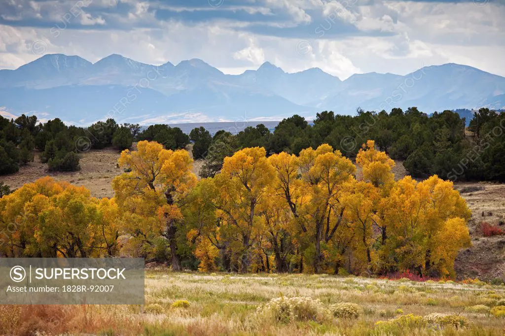 Cottonwood Trees in Autumn, Colorado, USA