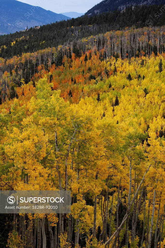 Aspen Trees in Autumn, Colorado, USA