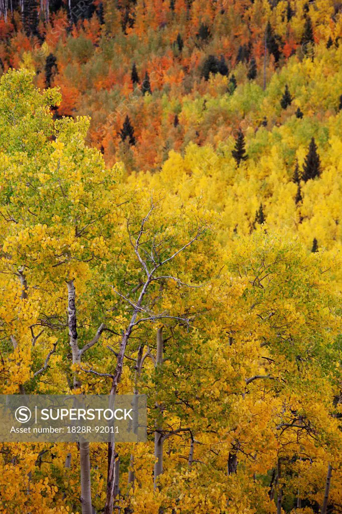 Aspen Trees in Autumn, Colorado, USA