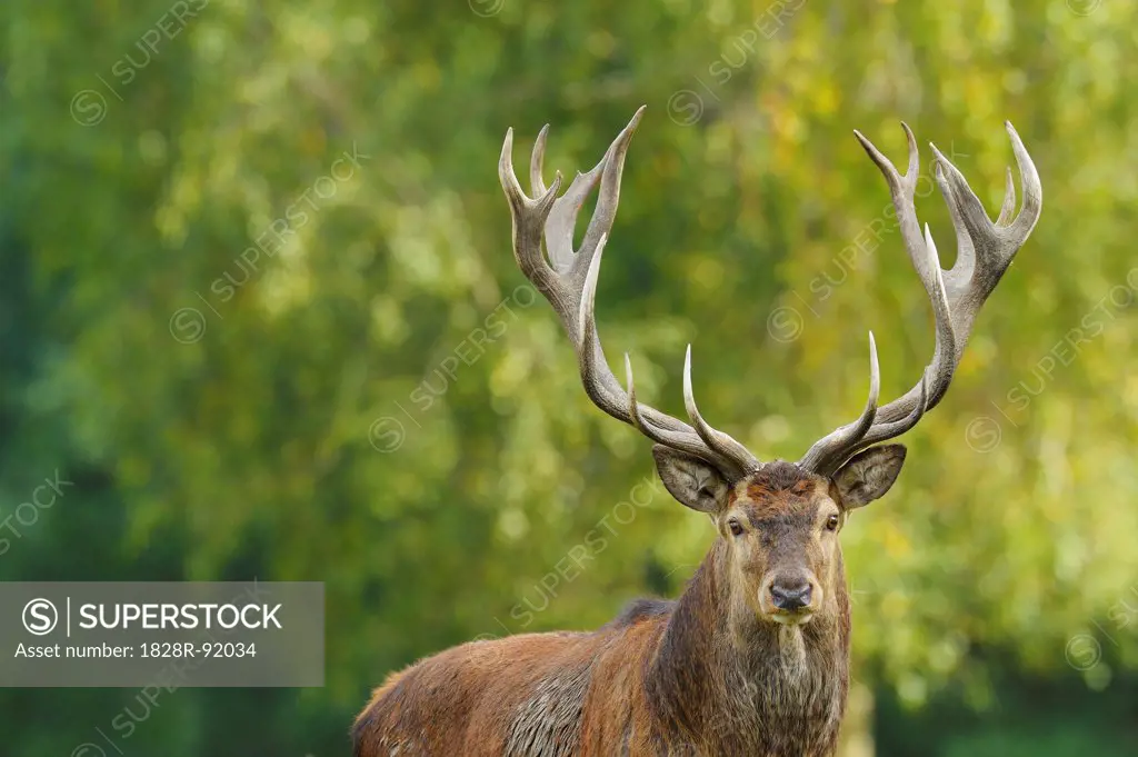 Red Deer, Saxony, Germany