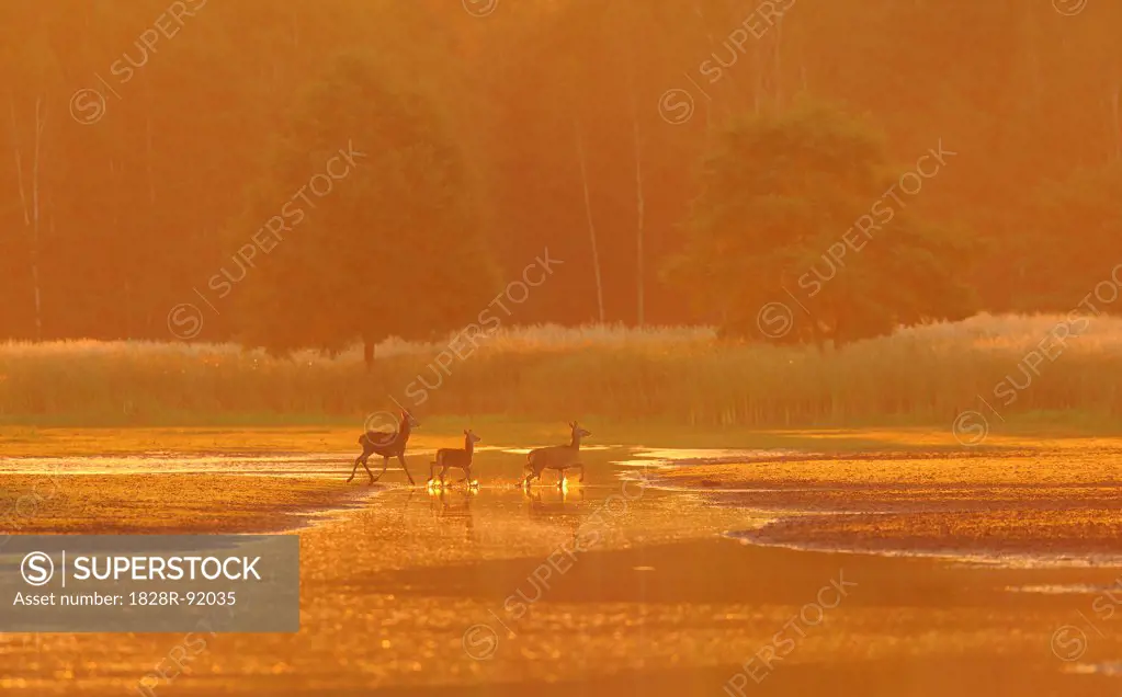 Red Deer Family, Biosphere Reserve, Upper Lusatia, Saxony, Germany