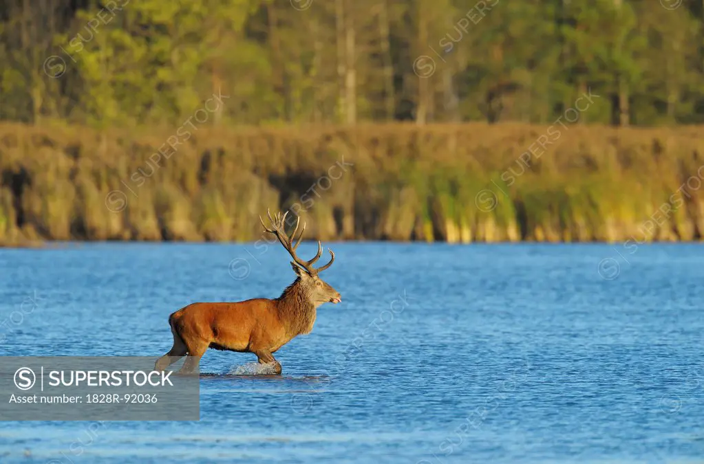 Red Deer, Biosphere Reserve, Upper Lusatia, Saxony, Germany