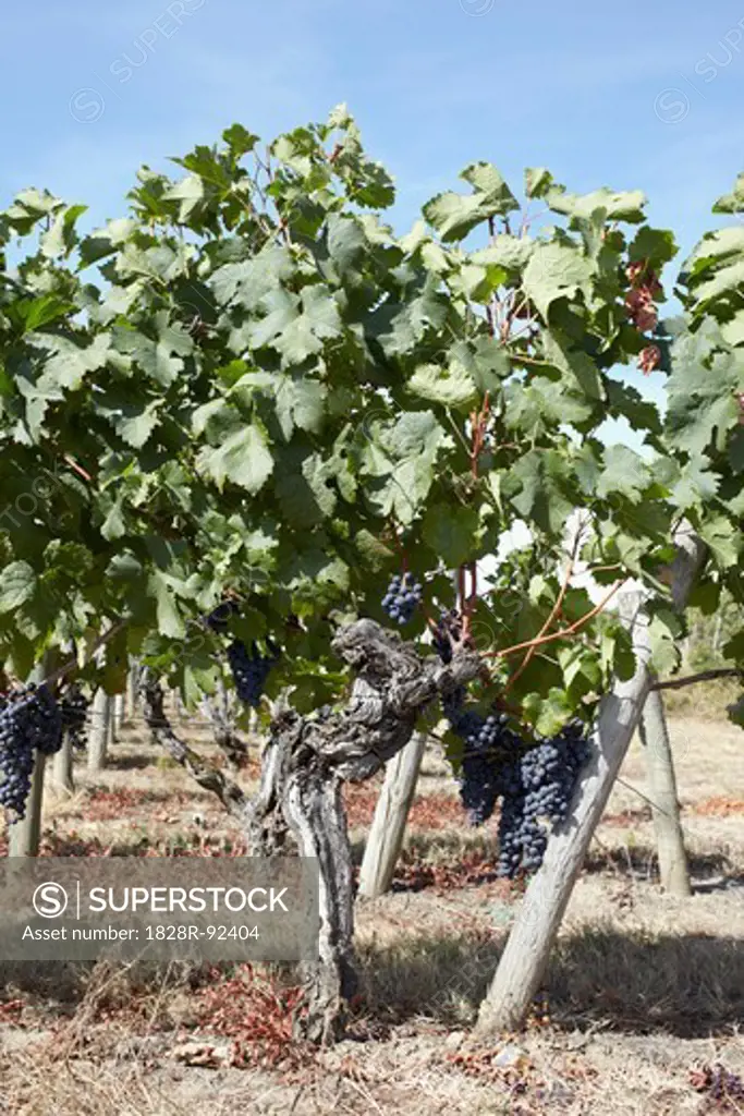 Grape Vine at Vinyard, Saint Emilion, Bordeaux Region, Gironde, Aquitaine, France