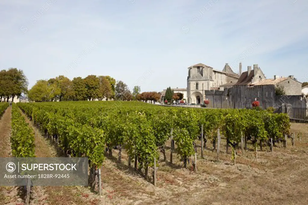 Vinyard, Saint Emilion, Bordeaux Region, Gironde, Aquitaine, France
