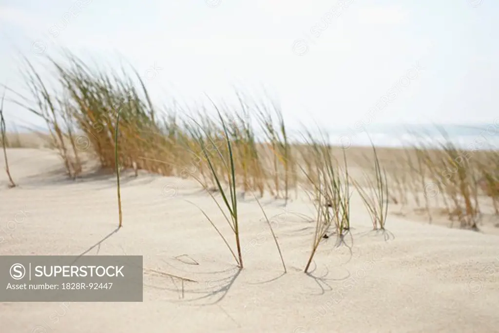 Sand Dunes and Dune Grass, Cap Ferret, Gironde, Aquitaine, France