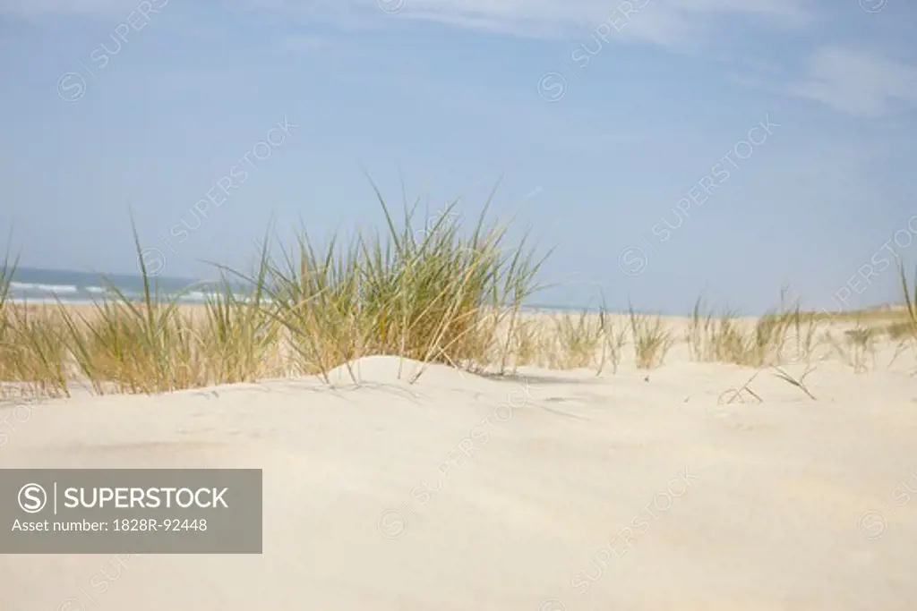 Sand Dunes and Dune Grass, Cap Ferret, Gironde, Aquitaine, France