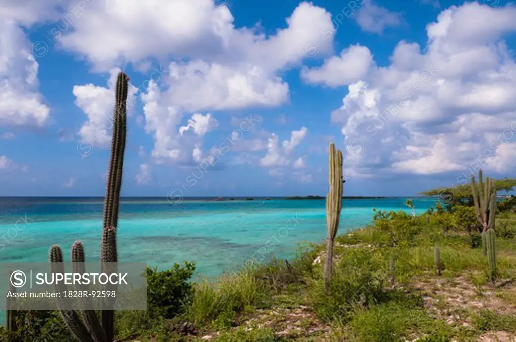 Scenic with Cactus by Coast, Mangel Halto Beach, Aruba, Lesser Antilles, Caribbean