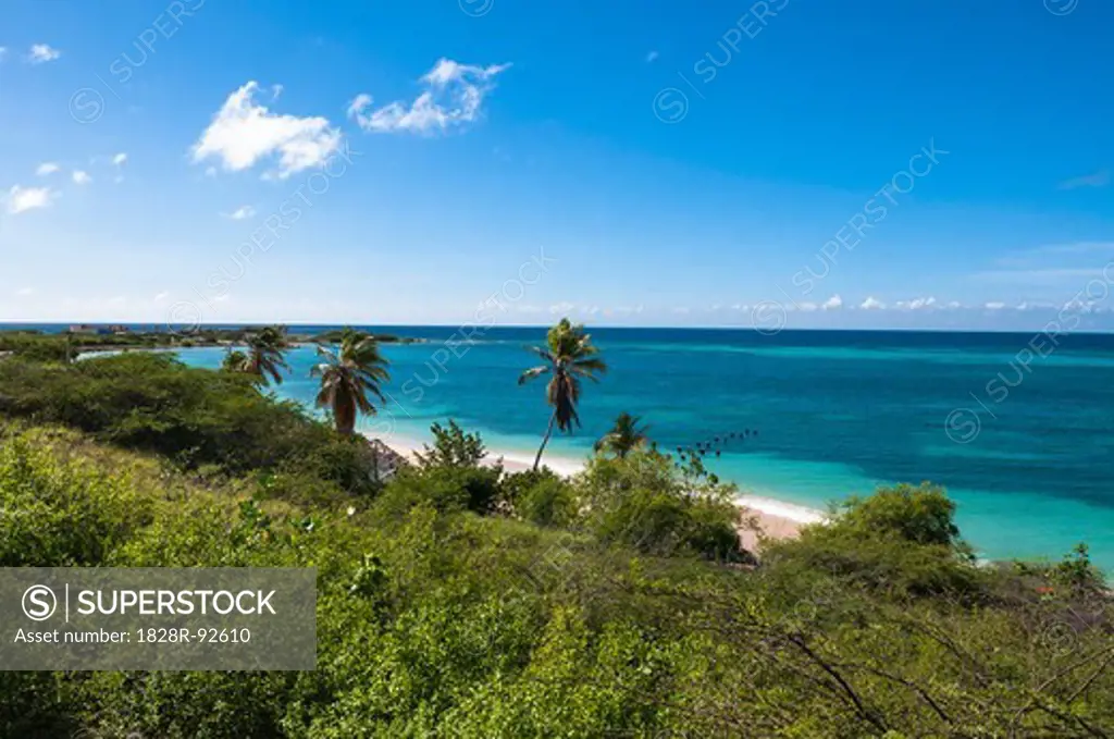 Scenic of Palm Trees and Coast, Rodgers Beach, Aruba, Lesser Antilles, Caribbean