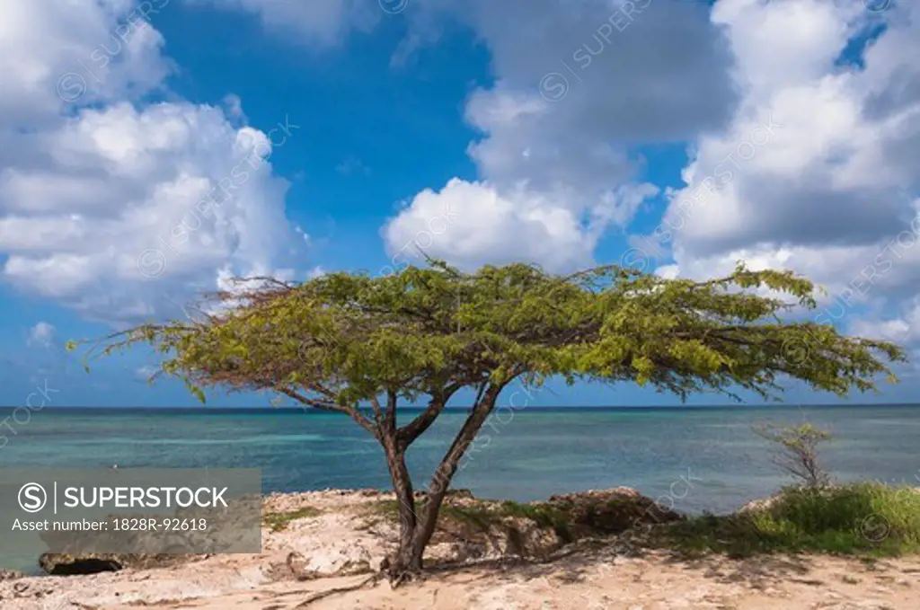 Lone Tree on Beach, Savaneta, Aruba, Lesser Antilles, Caribbean