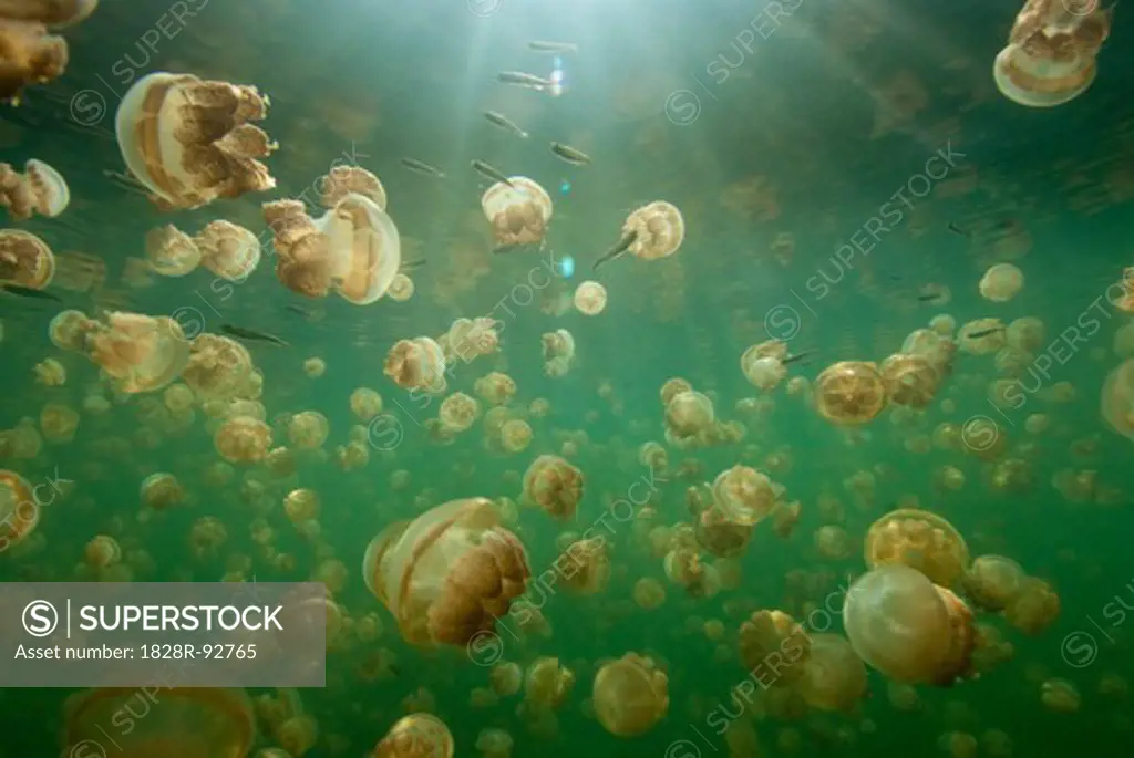 Large Group of Stingless Jellyfish (Ornate Cassiopeia) Underwater with Rays of Sunlight Shining through Water, Palau, Micronesia