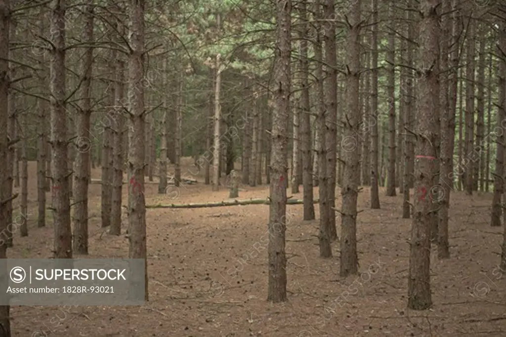 Evergreen Tree Trunks in Forest, Newmarket, Ontario, Canada