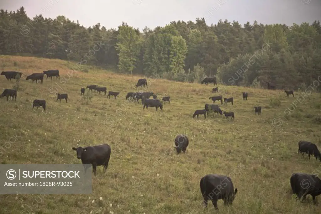 Cattle in Field, Newmarket, Ontario, Canada