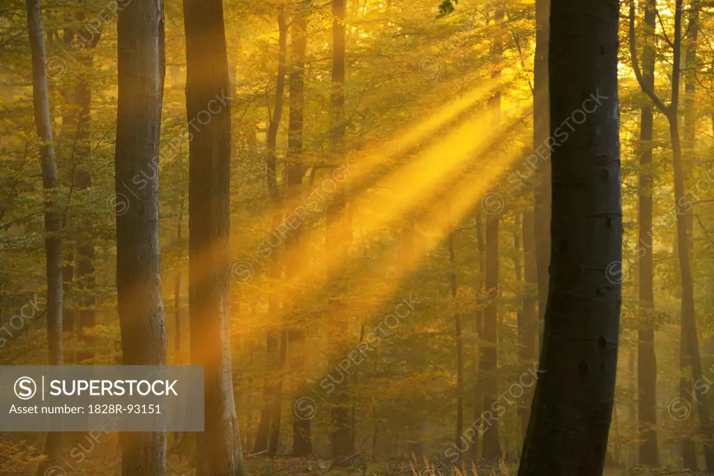 Sunbeams through Beech Forest in Autumn, Spessart, Bavaria, Germany